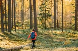 Marcher en forêt permet de diminuer le stress 