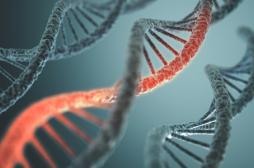 CRISPR-Cas9 : la technique a été utilisée pour la première fois chez l'homme