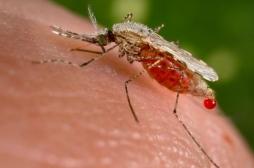 Italie : le paludisme tue une fillette de 4 ans