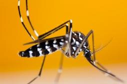 Pourquoi le cas de dengue recensé en région parisienne inquiète  