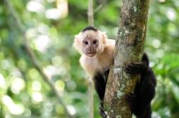 Variole du singe : un premier cas confirmé en France