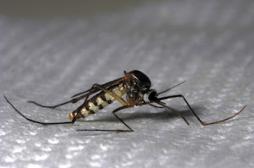 Un site internet pour suivre les moustiques à la trace