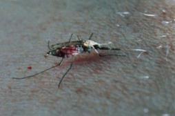 Chikungunya  : l'épidémie s'intensifie aux Antilles