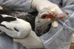 Grippe aviaire : 8 pays ont déjà interrompu l'importation de nos volailles