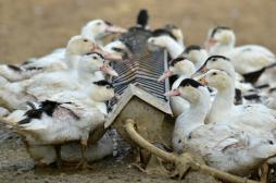 Grippe aviaire : la France n'avait jamais été confrontée à ce virus 