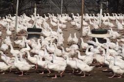 Chine : troisième cas de grippe aviaire H9N2 