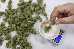 Légaliser le cannabis médical n'augmente pas la consommation chez les jeunes