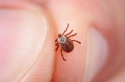 Maladie de Lyme : une nouvelle technique permet d’obtenir un diagnostic rapide 