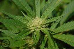 Cannabis : supprimer la peine pour les usagers