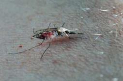 Chikungunya : toutes les conditions d’une épidémie sont réunies