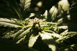 Rhumatismes : les effets du cannabis thérapeutique contestés