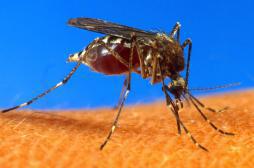 Paludisme : Microsoft met au point un drone anti-moustique