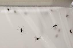 Paludisme : le génome des moustiques décrypté