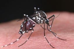 5ème cas autochtone de chikungunya: Montpellier étend sa chasse au moustique 