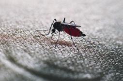 Chikungunya et dengue aux Antilles: les conseils des autorités aux voyageurs