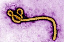 Ebola : des mutations font émerger des résistances aux traitements