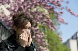 Allergies : les pollens d’ambroisie font leur rentrée