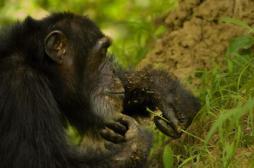 Les animaux sont aussi adeptes de l’automédication  