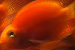 Un poisson rouge a été opéré avec succès d'une tumeur au cerveau
