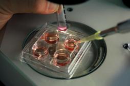 Fécondation in vitro : plus d'échecs avec des ovocytes congelés