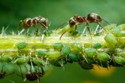 La fourmi, la clé de l’antibiotique de demain