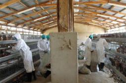 Grippe aviaire H5N1 : la FAO demande 20 millions de dollars pour stopper l'épidémie en Afrique