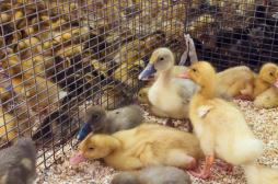 Grippe aviaire : 129 foyers recensés en France