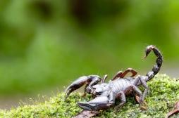 Le venin de scorpion pourrait permettre de soulager la douleur chronique 
