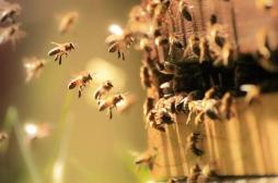  Covid-19 : des chercheurs exercent des abeilles à détecter le virus
