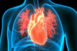 La graisse autour du cœur augmente le risque cardiaque chez les femmes