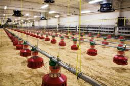 Grippe aviaire : l'abattage a commencé dans 150 communes