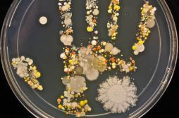 Une photo de bactéries pour inciter au lavage des mains