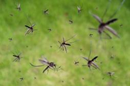 Le chikungunya menace-t-il désormais toute la France métropolitaine ?