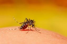 Moustique tigre : qu'est-ce que la dengue ?