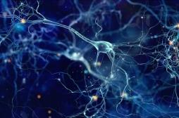 Maladie de Parkinson : la mort des neurones producteurs de dopamine en cause ?