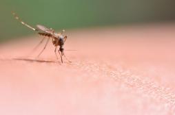 Les moustiques reviennent : comment soulager les démangeaisons des piqûres ?