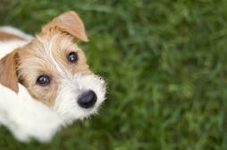 Ces deux virus font craindre le pire aux scientifiques