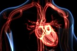 Des scientifiques ont créé un cœur artificiel qui bat comme le vrai