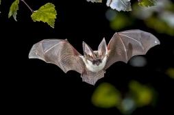 La rage détectée sur une chauve-souris en Mayenne