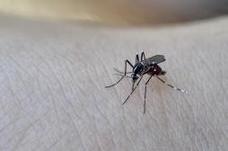 Dengue : un nouveau cas détecté à Bergerac, faut-il s’inquiéter ?