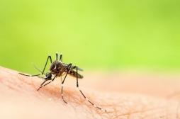 La dengue continue sa progression à Mayotte