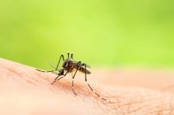 Dengue : un nouveau cas détecté en Haute-Garonne