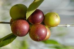 Maladie du foie gras : ce fruit de la forêt amazonienne réduit la graisse hépatique