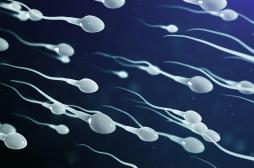 Procréation assistée : comment l’IA peut repérer les bons spermatozoïdes