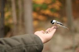Donner à manger aux oiseaux est bénéfique pour notre bien-être 