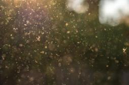 Pollen : la hausse des niveaux est liée à une mortalité accrue chez les personnes âgées