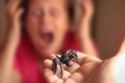 Arachnophobie : une thérapie contre la peur des araignées peut réduire l’acrophobie
