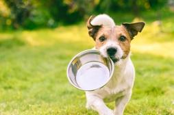 E. coli : pourquoi vous ne devriez pas donner de la viande crue à votre chien