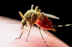 12 foyers de chikungunya en métropole : “d’autres cas seront vraisemblablement identifiés”