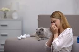 Allergie aux chats : un candidat vaccin testé sur des humains